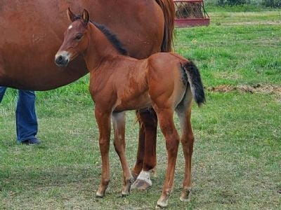 Top Gun Metzi JW <BR>AQHA 6370874